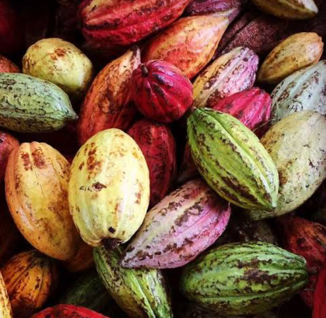 カカオ焙煎(チョコレート)教室